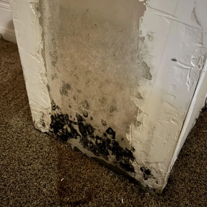 Professional Mold Removal in Bethany, OK